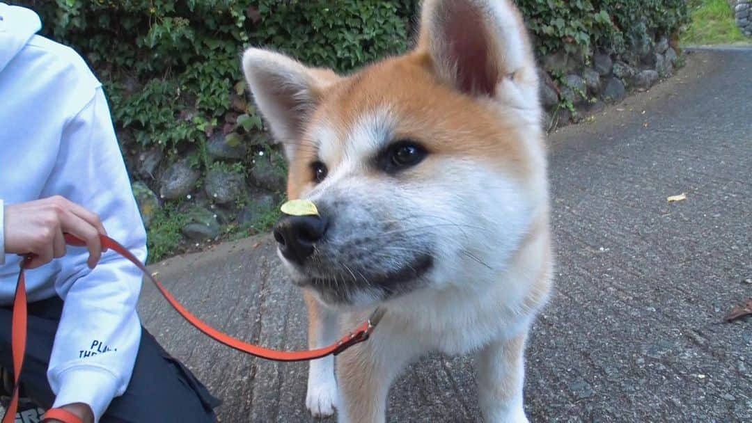 天才！志村どうぶつ園のインスタグラム