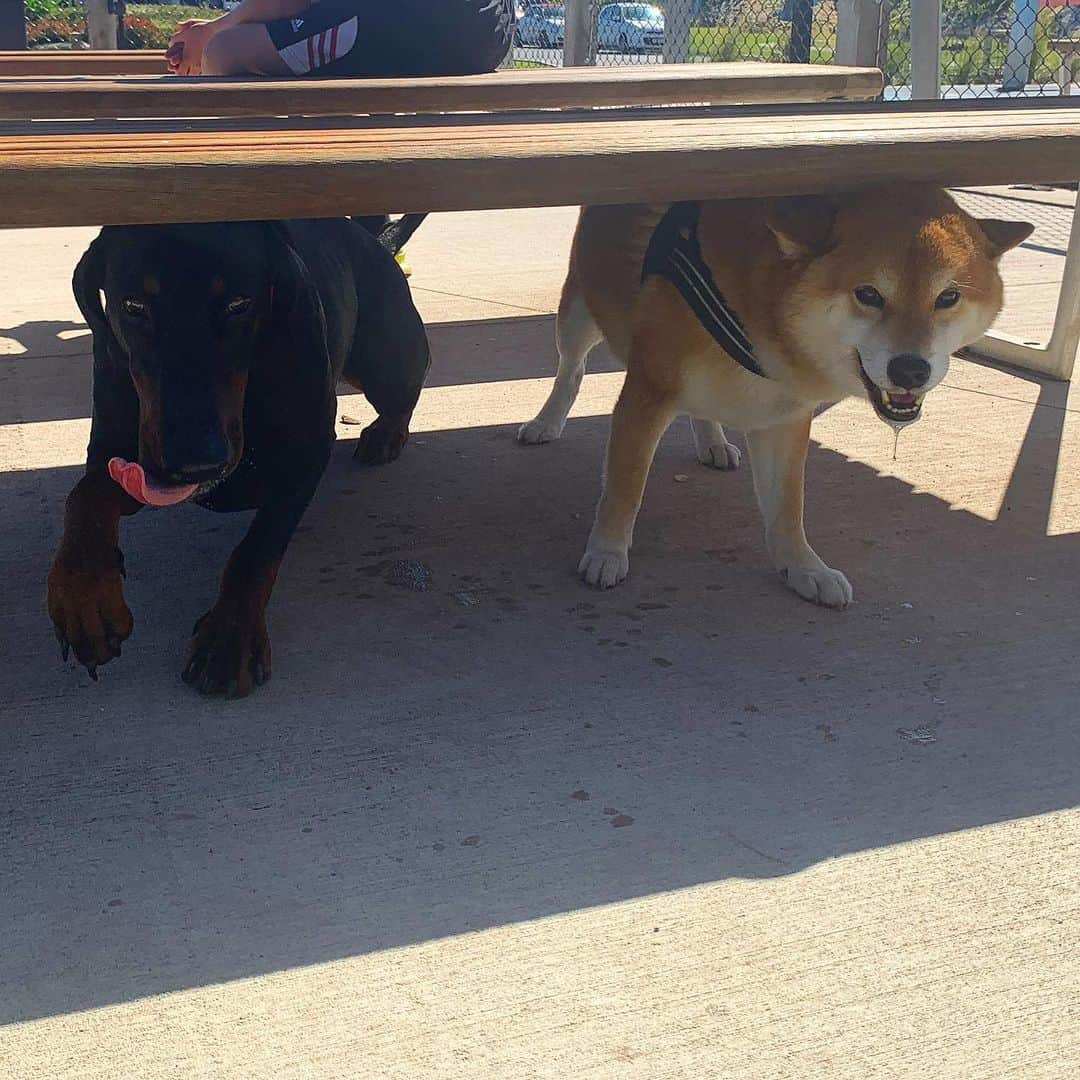 Shibainu Pontaさんのインスタグラム写真 - (Shibainu PontaInstagram)「ヨダレまみれのぽん様と元気なアザちゃん😀  . #shibainu #melbourne #メルボルン　#柴犬」12月26日 16時12分 - pontasyk