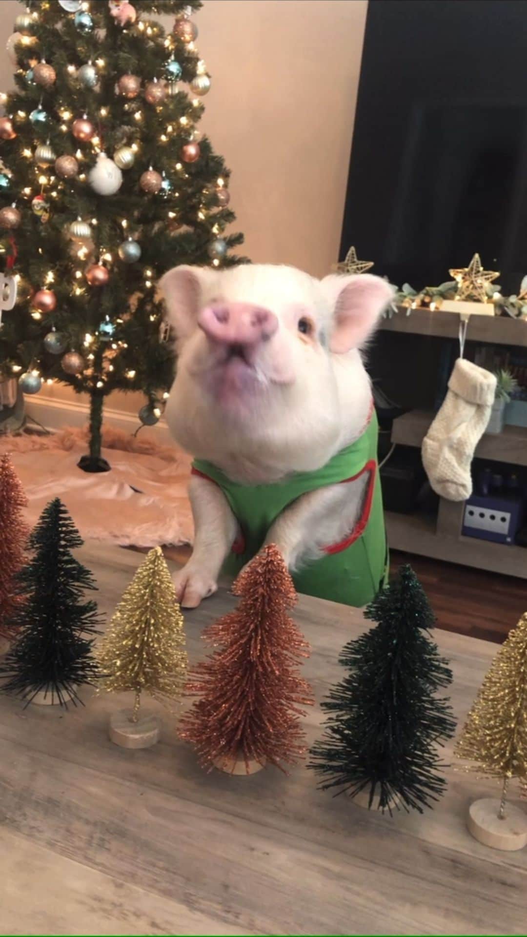 のインスタグラム：「Merry PIGmas! 🎄🐽Sending hogs and kisses! And well wishes!」