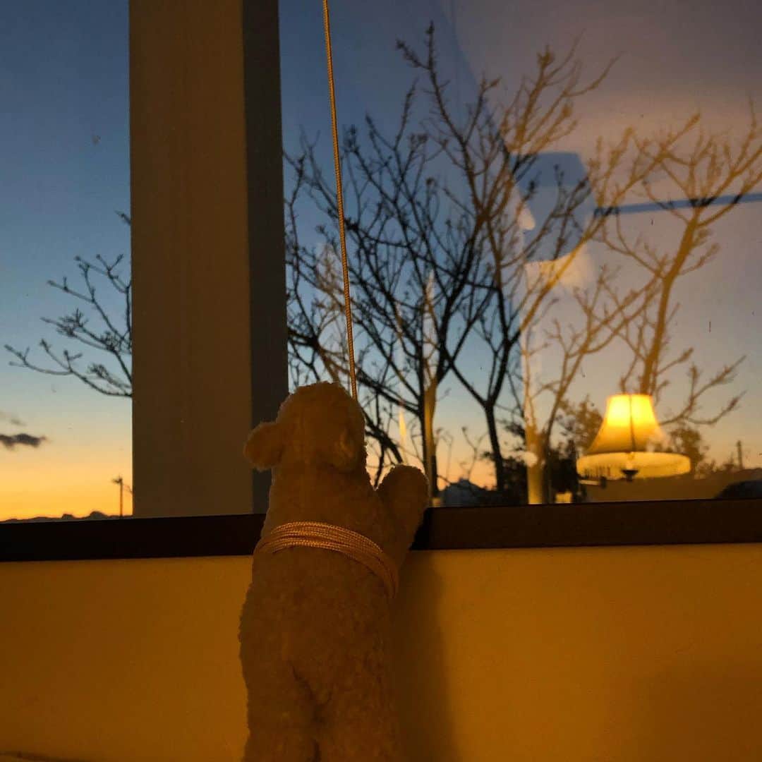 雨月衣のインスタグラム：「夕暮れ眺める羊の背中。 羊はロールスクリーンのヒモ係(長すぎるので体に巻きつけている) 木の間から浅間山が見えます。」