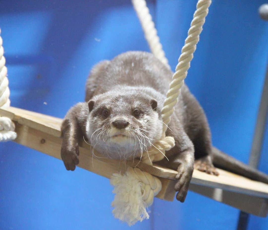 大阪ECO動物海洋専門学校のインスタグラム：「【コツメカワウソ】小凛ちゃん💕 ご飯まだなの？の図。  ちょっと変な体勢なのは、ナイショです🤫  #専門学校 #動物  #zoo  #飼育員 #カワウソ #大阪eco #大阪ECO動物海洋専門学校 #動物 #専門学校 #動物看護師 #ドッグトレーナー  #ペットトリマー #ドルフィントレーナー #飼育 #アクアリスト #家庭犬 #冬休みの過ごし方」