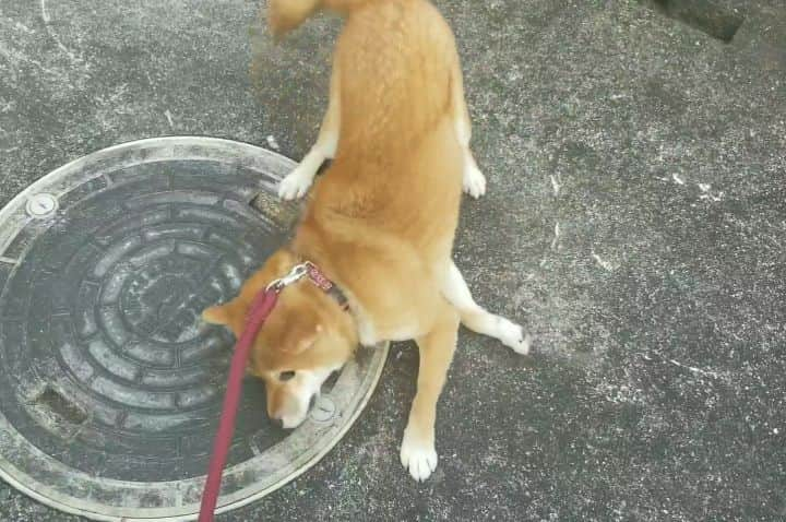 柴犬たま Shibainu Tamaのインスタグラム