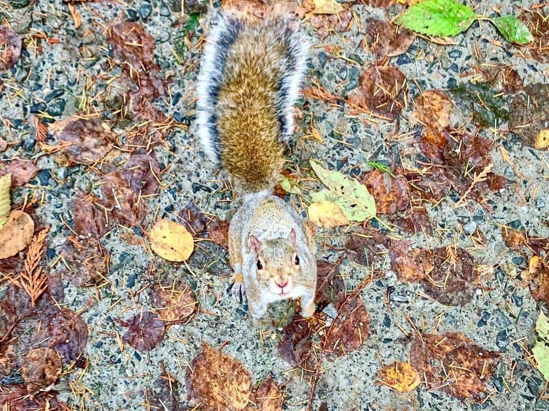 横井玲のインスタグラム：「Merry Christmas everyone🎅How was your Christmas day? I enjoyed cooking, a small home party and a little gift exchange🎁It was really heartwarming🥰 Another happy thing was that I met a lovely friendly squirrel🐿I wish I could be your Santa… I sould have a nice walnut for you🥲  今年は本当に静かなクリスマスでしたが、我が家ではハウスメイトがそれぞれ一品ずつ手料理を用意し、ソーシャルディスタンス重視の立食ビュッフェスタイルで夕食を共にしました٩( ᐛ )و 多様な国籍、主義、宗教が混ざりあう空間の心地よさ。 いかなる時も「自分と違う」をリスペクト出来る心を忘れずにいたいです。 さてさて、今日ようやっとブログを更新しました！ いざ文章に起こしてみると、想像以上に感慨深い一年で…長くなりました。。(毎度の事ですが) お時間があれば、プロフィールのリンクから足を運んでくださいませ(*´︶`*)  #canada #squirrel #squirrels #squirrelsofinstagram #animal #wildlife #animallover #naturelovers #park #fluffy #friendly #lovely #winter #christmas  #リス #りす #懐っこい #立派な #しっぽ」