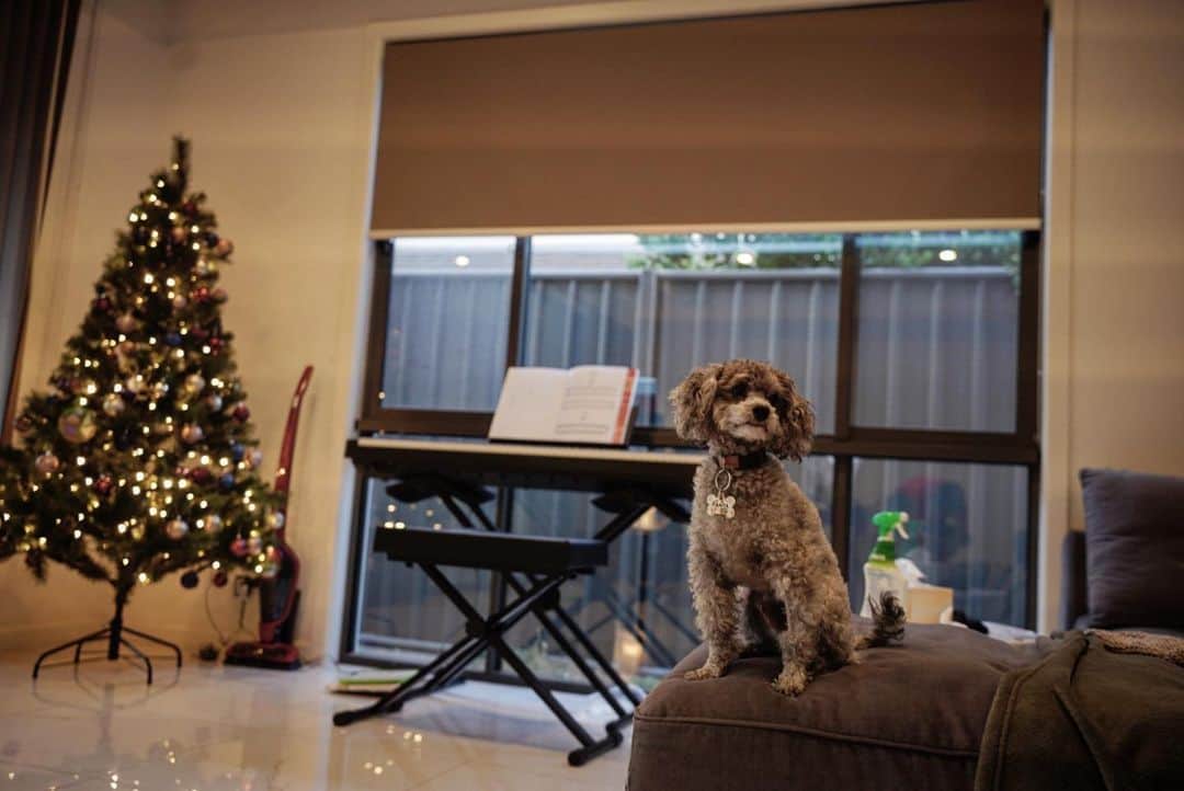 土井雪広のインスタグラム：「クリスマスプレゼントを待つ犬。 多分。 #toypoodle」
