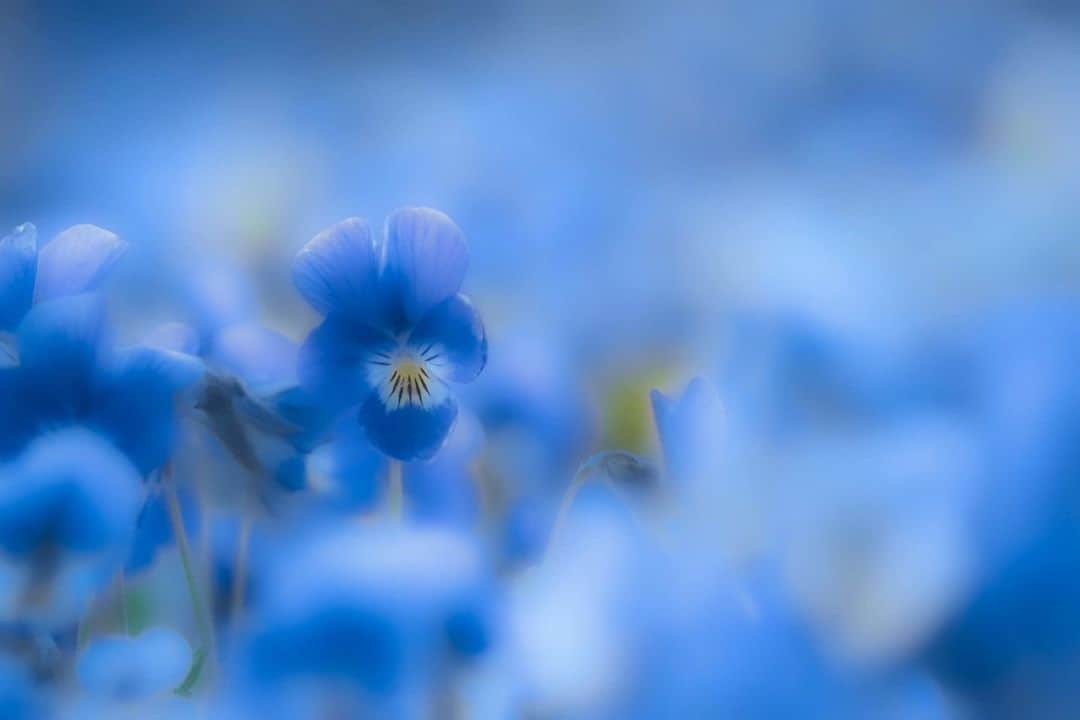花の写真館のインスタグラム：「Photo by Akemi Sasaki.⠀ .⠀ Original Post[投稿いただいたURL]⠀ https://www.facebook.com/photo.php?fbid=231023995086318⠀ .⠀ 本アカウントは、 #私の花の写真 をつけてInstagramに投稿された皆さまの花の写真や、「花の写真館」Facebookページで投稿された花の写真を紹介します。⠀ 「花の写真館」Facebookページは、「 @floral.photograph 」のプロフィールにあるURLからご覧ください。⠀ .⠀ ※各自、政府、自治体など公的機関の指示に従った行動をお願いします。⠀⠀ 東京カメラ部および分室では、写真を「見る楽しみ」を提供することを通して、微力ながら皆様にわずかな時間でも癒しをお届けしたいと思っております。⠀ ※本アカウントは東京カメラ部がFacebook、Instagramのサービスを利用して運営しているもので、Facebook社・Instagramとは一切関係ありません。⠀ .⠀ #花の写真館 #floralphotograph #floralphoto #flower #flowers⠀ Follow: @floral.photograph」