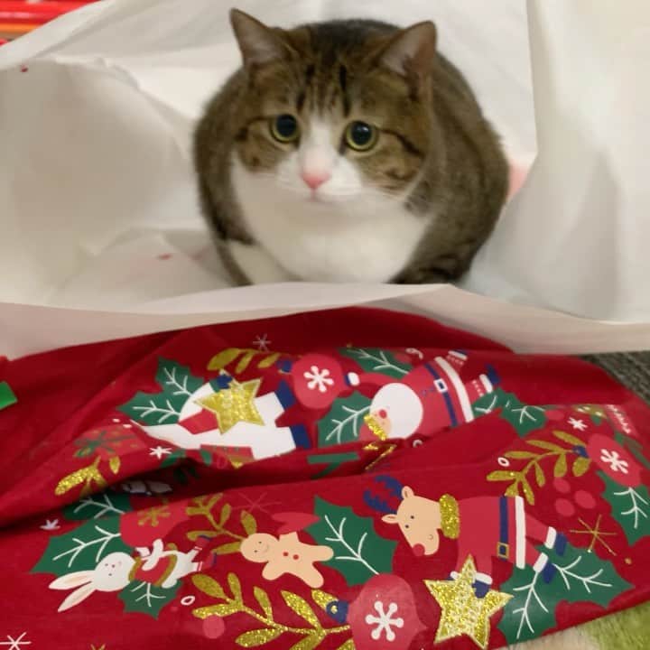 すずめくんのインスタグラム：「🐈🐈  ふりふりふり…🐒 スローじゃないのに、スローに見える不思議🍄  #ロックオン  #ふりふり   Rock on❣️💖」