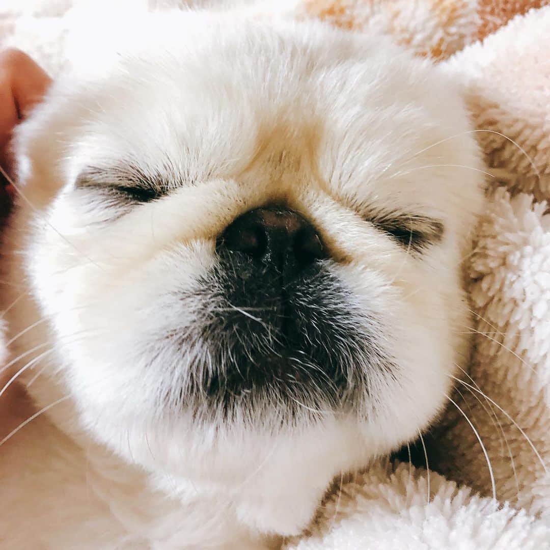有田優理香のインスタグラム：「ワクチン頑張った子🐶💉  接種後帰宅中に突然嘔吐。。急いで病院に戻りましたが、どうやらアナフィラキシー反応のよう。ステロイド剤など投与してもらってからは落ち着きましたが、初めてのことでびっくり。ドタバタの年内最後の動物病院でした😥  心なしかきょうはいつもより静か。まだ気分悪いかな、、とにかくよく頑張りました💮いまは膝の上で白目むいて寝てます笑  #pekingese #ペキニーズ　#鼻ぺちゃ　#犬界の藤原竜也」
