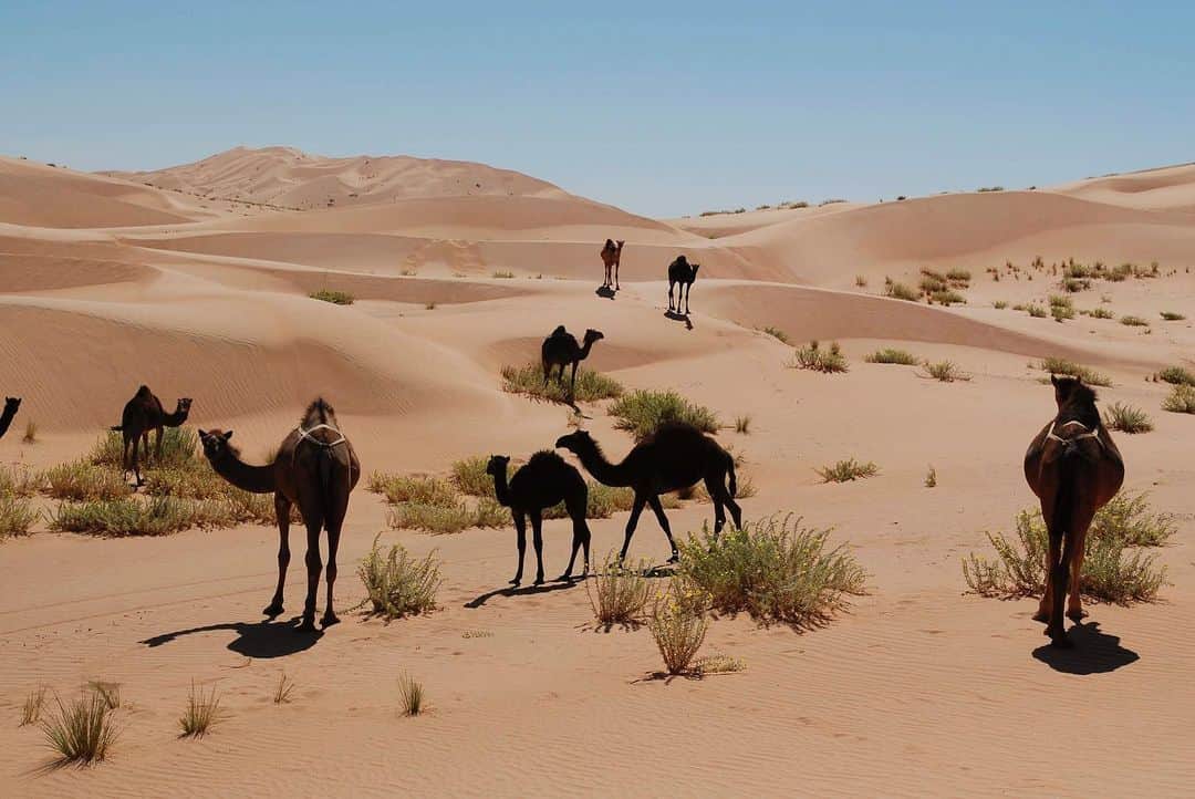 Harper's BAZAAR Japanさんのインスタグラム写真 - (Harper's BAZAAR JapanInstagram)「【BAZAAR ESCAPE】  2020年も残りわずか。自粛ムード一色の一年でしたが、来年は気持ちのままに旅ができる日が来ることを願って...  砂漠のなかの桃源郷と言われる、オマーン🐪 この国を旅するなら、イスラム文化が薫る首都から離れ、静寂に包まれた砂漠のオアシスを目指すのがおすすめ。ラクダの背中に揺られながらの砂漠散策、目の前に広がる地平線。砂漠にテントを張ったグランピングでは、夜になると頭上に広がる満天の星を眺められる。  明るい太陽と深く美しい砂漠へのエスケープは、きっと貴重な体験になるはず。  #ハーパーズバザー #エスケープ #オマーン #旅 #海外旅行 #砂漠 #グランピング #トラベル #harpersbazaar #harpersbazaarjapan #escape #travel #oman」12月26日 19時59分 - harpersbazaarjapan