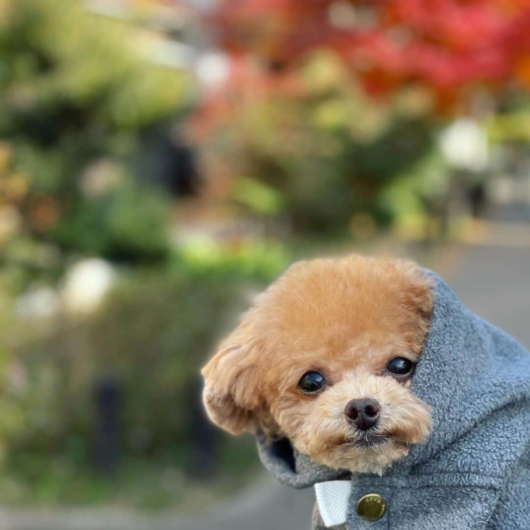 ふわのインスタグラム：「#toypoodle#toypoodlegram#dogsofinstagram#instadog#doglover#doglife#dog#fuwamama#ふわもこのふわ#ふわ#トイプードル#ふわもこ部#犬バカ部#親バカ部#犬のいる暮らし#いぬすたぐらむ#今年最後のトリミング#帰り道」