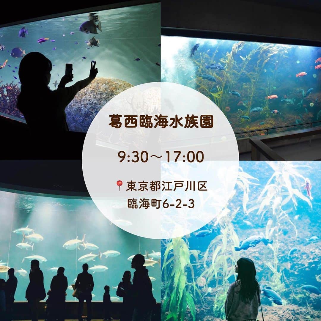SUCLEさんのインスタグラム写真 - (SUCLEInstagram)「#水族館 in 関東  デートやお出かけにオススメの水族館をまとめてみました🐠🤍  水族館に行って、お友達や恋人と素敵な思い出を作りませんか？  ぜひ保存して足を運んでみて💭  みなさんも是非参考にしてみてくださいね🌷  photo by @honey_pink_ @__uca.22_ @naaaatsuki_ @yks__sarapo @a__ursula14 @__myself__oo @kurumiii_1108 @as971207 @yu__pi00 @haaaaate__ @8888h.t @mi_suzu0914 @ikaikayoshika @ct.196 @na___na0218 @snow__shower @__o.t.d.m26 @aquarium_tour_ @alilice__0821   ﻿ @sucle_ では紹介する写真を募集中🤍 タグ付けやハッシュタグをつけてくれた投稿からもピックアップした写真をリポストしています！﻿ #sucle をつけるかこのアカウントをタグ付けして投稿してね📸﻿ ﻿  #sucle #シュクレ #アートアクアリウム美術館 #アートアクアリウム #日本橋 #マクセルアクアパーク品川 #アクアパーク品川 #すみだ水族館 #サンシャイン水族館 #サンシャインシティ #池袋 #葛西臨海水族園 #葛西臨海 #水族館デート #東京水族館 #デートスポット #休日の過ごし方 #週末の過ごし方 #素敵空間 #水族館好き #水族館巡り #水族館好きな人と繋がりたい #水族館大好き #水族館行きたい #水族館ガール#水族館レビュー #水族館デビュー #水族館フォト」12月26日 20時03分 - sucle_
