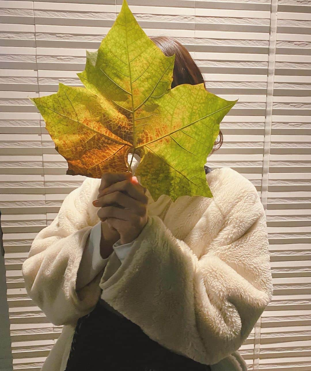 幹葉（スピラ・スピカ）さんのインスタグラム写真 - (幹葉（スピラ・スピカ）Instagram)「🍁🍁🍁  スピスピがEDテーマを担当中 TVアニメ「戦翼のシグルドリーヴァ」今日は最終回 終わっちゃうの寂しい…🥺✈️ 最後までしっかり見届けるぞっ  この でか葉っぱ はなー 先月「ワルキューレ情報局」第6回に出演させてもろうた日の帰り道に 見つけたやつ Σp📷ω･´)  #スピラスピカ #スピスピ #サヨナラナミダ #ほしのかけら #シグルリ #葉っぱ #幹葉」12月26日 20時08分 - kanbajyanaiyo