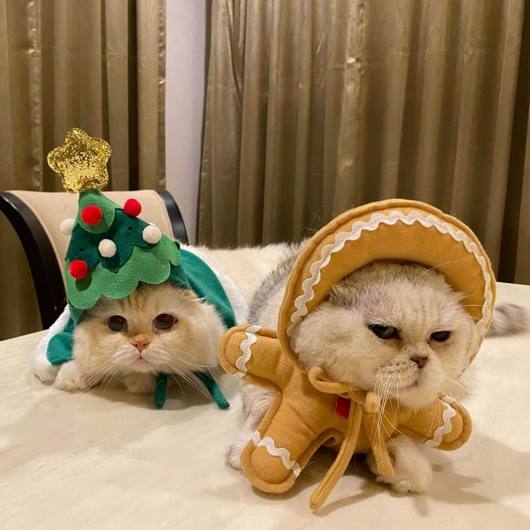 Haruのインスタグラム：「Warm Christmas 🎄 #haruthecat #gentleharper #จินเจอร์ที่ไม่ใช่หนมปัง #แต่บูดเหมือนกัน」