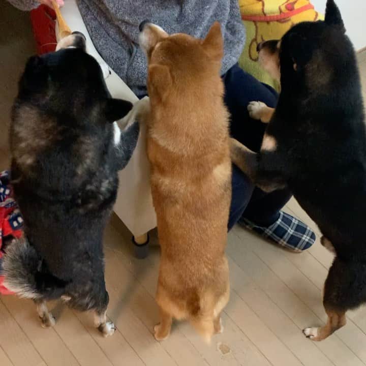 yu matsuのインスタグラム：「今日はおとうさん  #柴犬 おじさん大好物 #モサモサあおくん」