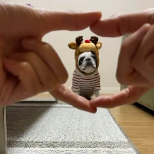 French Bulldogのインスタグラム