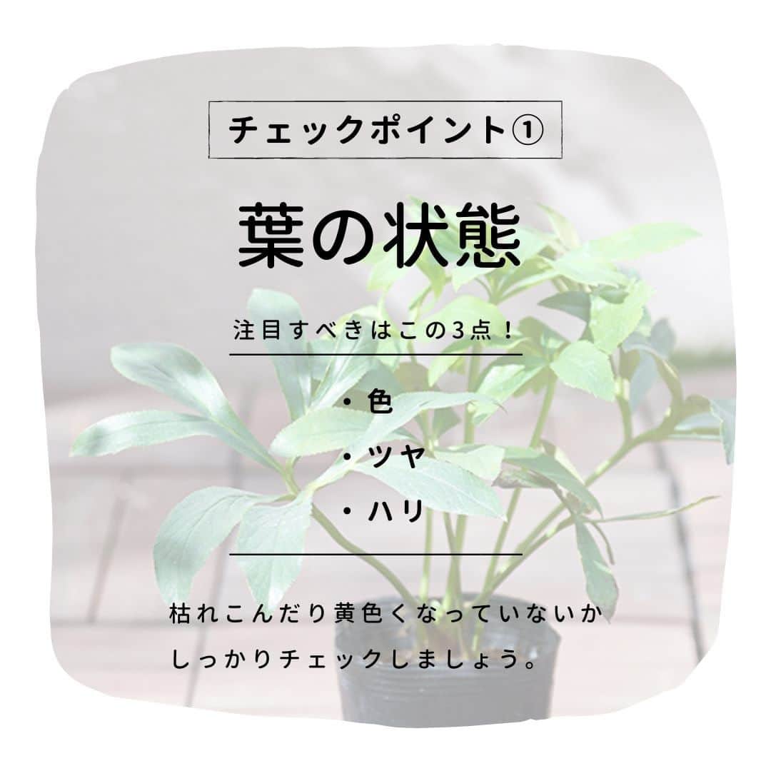 LOVEGREEN -植物と暮らしを豊かに。さんのインスタグラム写真 - (LOVEGREEN -植物と暮らしを豊かに。Instagram)「［編集部と一緒にクリスマスローズを育てよう！］  ～クリスマスローズ、苗選びのポイント～ ‐‐‐‐‐‐‐‐‐‐‐‐‐‐‐‐ 冬の花の代表各！ 可憐な花姿が人気の「クリスマスローズ」。 . そのクリスマスローズを日本に広めたパイオニア的存在 生産者である花郷園さんのクリスマスローズがLOVEGREEN STOREにて販売中！ . お届けするのは、まだ花を咲かせる前の実生苗。どの色の花が咲くかは咲いてからのお楽しみです。 現在、編集部でも花郷園さんのクリスマスローズを育成中！ 毎週土曜日のこの時間は編集部で育てているクリスマスローズの育成日記やクリスマスローズにまつわる情報をお届けしています。 ‐‐‐‐‐‐‐‐‐‐‐‐‐‐‐‐ 今回はクリスマスローズの苗を選ぶとき、おさえておきたいチェックポイントについてご紹介します！ ぜひ参考にしてみてくださいね♪  【チェックポイント①】葉の状態 チェックするのは「色」「ツヤ」「ハリ」。葉が黄色くなっていたり、枯れているものは避けましょう。  【チェックポイント➁】茎と芽の状態 クリスマスローズは蒸れに弱いため、芽の数が少なく、茎がしっかりしたものがおすすめ。 新芽が出ているとなお良いでしょう◎  【チェックポイント③】根の状態 ポットを軽く押さえてみて、根がしっかり張っているものが良いでしょう。 ‐‐‐‐‐‐‐‐‐‐‐‐‐‐‐‐ それでも、やっぱり苗選びが不安…という方や、初心者の方にはLOVEGREEN STOREで販売中のクリスマスローズがおすすめ♪ 生産者の花郷園さんが厳選した苗が直接届けられます。 状態の良い苗がプロによって選ばれているので安心ですよね😌 花郷園さんのクリスマスローズはLOVEGREEN STOREよりご覧いただけます →@lovegreen_official ‐‐‐‐‐‐‐‐‐‐‐‐‐‐‐‐ 🎍LOVEGREEN STORE年末年始の休業は 12月29日（火）～1月4日（月） ⇩花郷園さん直送植物の発送について⇩ 以後のご注文は年明け1月8日(金)の発送となります◎ ‐‐‐‐‐‐‐‐‐‐‐‐‐‐‐‐  まだまだたっぷりあるクリスマスローズの魅力。 次回もお楽しみに！ . . #クリスマスローズ #クリスマスローズ大好き #クリスマスローズニゲル #冬の花 #冬 #花 #花苗 #花のある暮らし #花のある生活 #花のある風景 #花が好き #ガーデニング #ガーデニング初心者 #園芸 #園芸初心者 #庭 #庭のある暮らし #花壇 #花壇の花 #暮らし #暮らしを楽しむ #植物 #植物のある暮らし #植物のある生活 #flowers #豆知識」12月26日 21時00分 - lovegreen_official