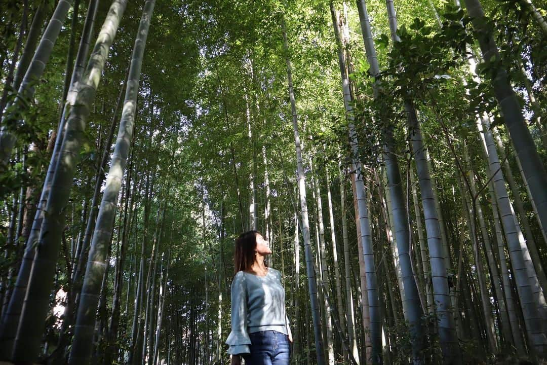 金泉紗恵子のインスタグラム：「. 【東京　竹林公園】 画像がちゃんと見れなかったので再投稿します🙏 ﻿ 10月に行った東久留米市にある竹林公園🎋﻿ 住宅街からすぐのところにあるのですが、4100㎡の敷地に約2000本もの孟宗竹があるそう🤩﻿ 写真をパッと見ただけだと、京都っぽいですよね😁﻿ 東京都です😜﻿ ﻿ とても天気の良い日だったので、竹の間から差し込む陽射しが素敵でした✨﻿ 映え写真が撮れます😎﻿ 東京の名湧水57選にも選ばれているそうで、綺麗な湧水も流れていて、子供達がザリガニ釣りを楽しんでいたりもしました🎣﻿ ﻿ こちらの公園、1日遊べる広い公園ではありません⚠️﻿ パッと歩くだけならすぐ見終わってしまう広さです💦﻿ でも多摩地区には素敵な公園がたくさんあるので、多摩地区の公園巡りの1つに入れると、他の公園とは違う雰囲気で楽しめると思います🥰﻿ ﻿ 今の時期はコロナのこともあるし、寒さもあるので、春以降のお出かけの候補にぜひ🤗﻿ ﻿ ※写真撮影時はマスクを外していますが、マスク着用が原則です🙌﻿﻿﻿﻿﻿ ----------------------------------------------------﻿﻿﻿﻿ 多摩の魅力発信プロジェクト　@tamahatsu_official のメンバーとして多摩地区のPRをさせていただいています﻿﻿﻿﻿﻿ ----------------------------------------------------﻿﻿﻿﻿ .﻿﻿﻿﻿ #PR #tamahatsu #tama #followme #eoskissm #canoneoskissm #たま発 #多摩の魅力発信プロジェクト #多摩 #多摩地区 #多摩観光 #竹林 #竹林公園 #多摩でみつけた自然 #ミラーレス一眼 #旅行好き女子 #旅行好きな人と繋がりたい #東久留米」