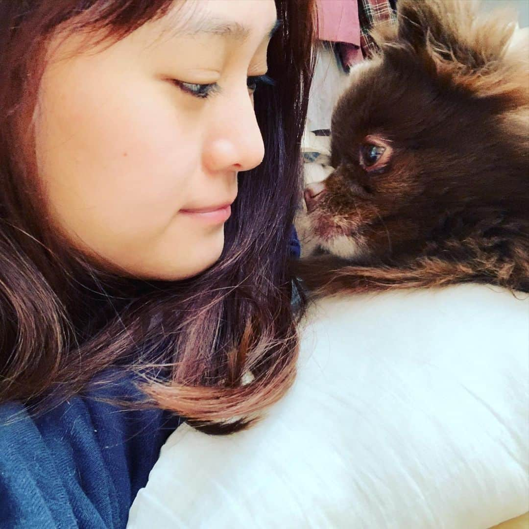 犬塚あさなさんのインスタグラム写真 - (犬塚あさなInstagram)「#ポメラニアン大好き #一番の理解者　＃泣いてたらこんな事してくれるの　#もうかわいいとかゆーレベルじゃない #愛してる　＃犬は家族　#チョコレートポメラニアン　#チョコポメ」12月26日 21時32分 - wanchan_0319