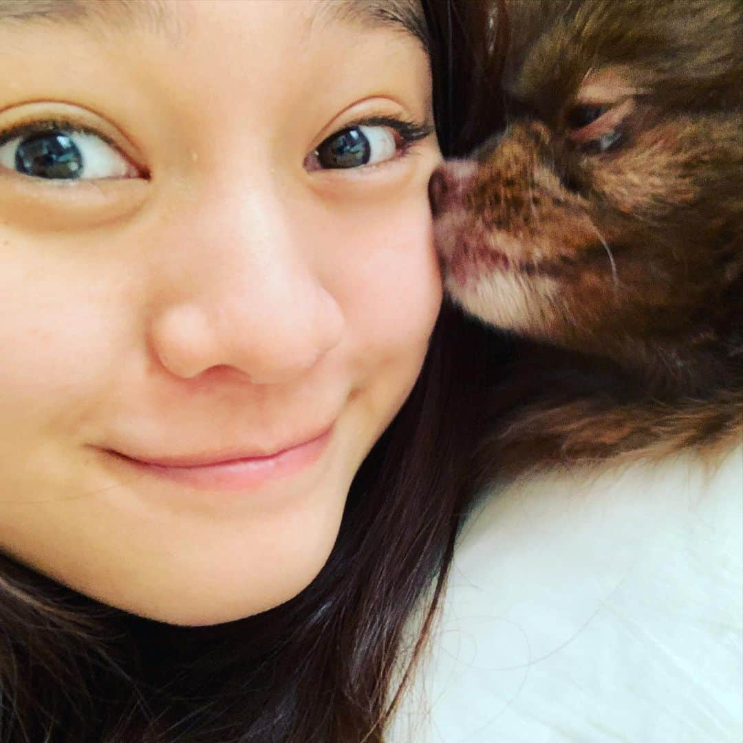 犬塚あさなさんのインスタグラム写真 - (犬塚あさなInstagram)「#ポメラニアン大好き #一番の理解者　＃泣いてたらこんな事してくれるの　#もうかわいいとかゆーレベルじゃない #愛してる　＃犬は家族　#チョコレートポメラニアン　#チョコポメ」12月26日 21時32分 - wanchan_0319