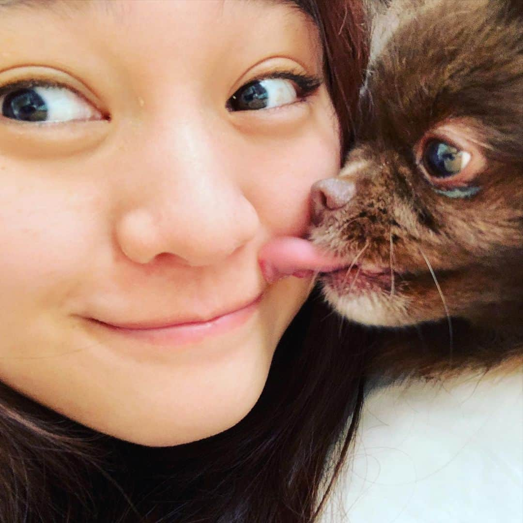 犬塚あさなさんのインスタグラム写真 - (犬塚あさなInstagram)「#ポメラニアン大好き #一番の理解者　＃泣いてたらこんな事してくれるの　#もうかわいいとかゆーレベルじゃない #愛してる　＃犬は家族　#チョコレートポメラニアン　#チョコポメ」12月26日 21時32分 - wanchan_0319