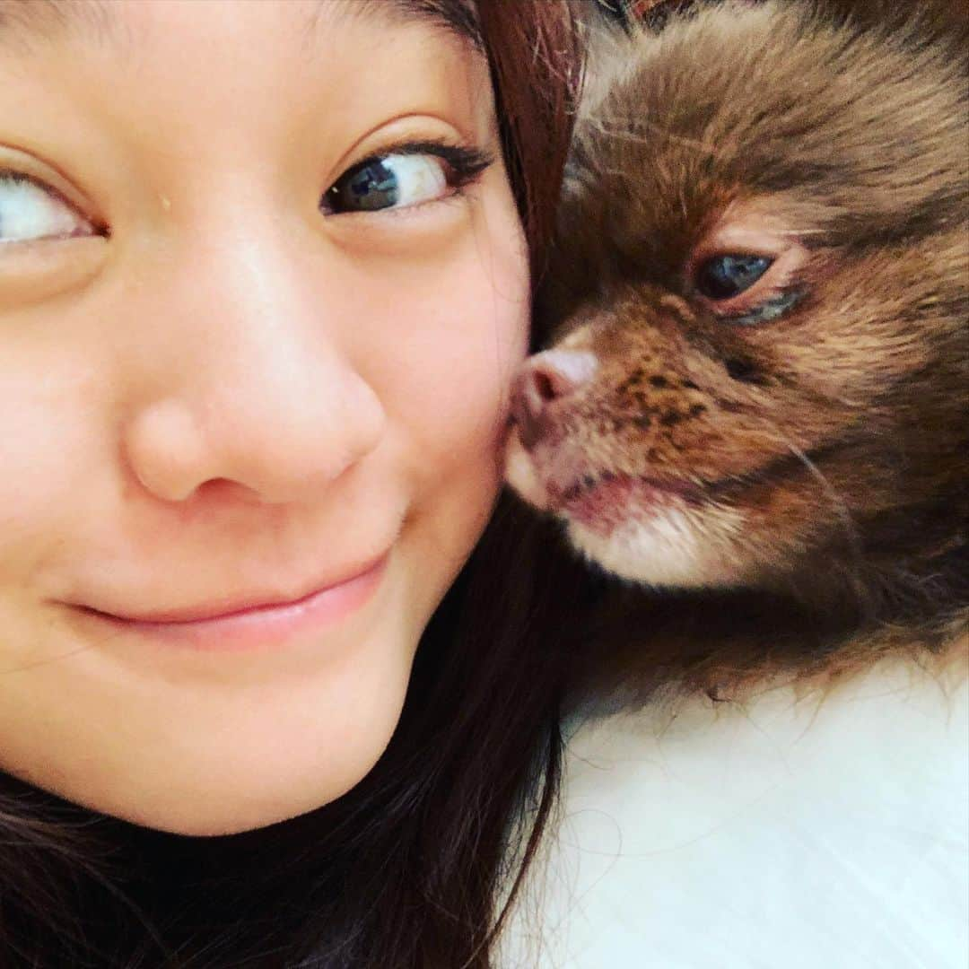 犬塚あさなさんのインスタグラム写真 - (犬塚あさなInstagram)「#ポメラニアン大好き #一番の理解者　＃泣いてたらこんな事してくれるの　#もうかわいいとかゆーレベルじゃない #愛してる　＃犬は家族　#チョコレートポメラニアン　#チョコポメ」12月26日 21時32分 - wanchan_0319