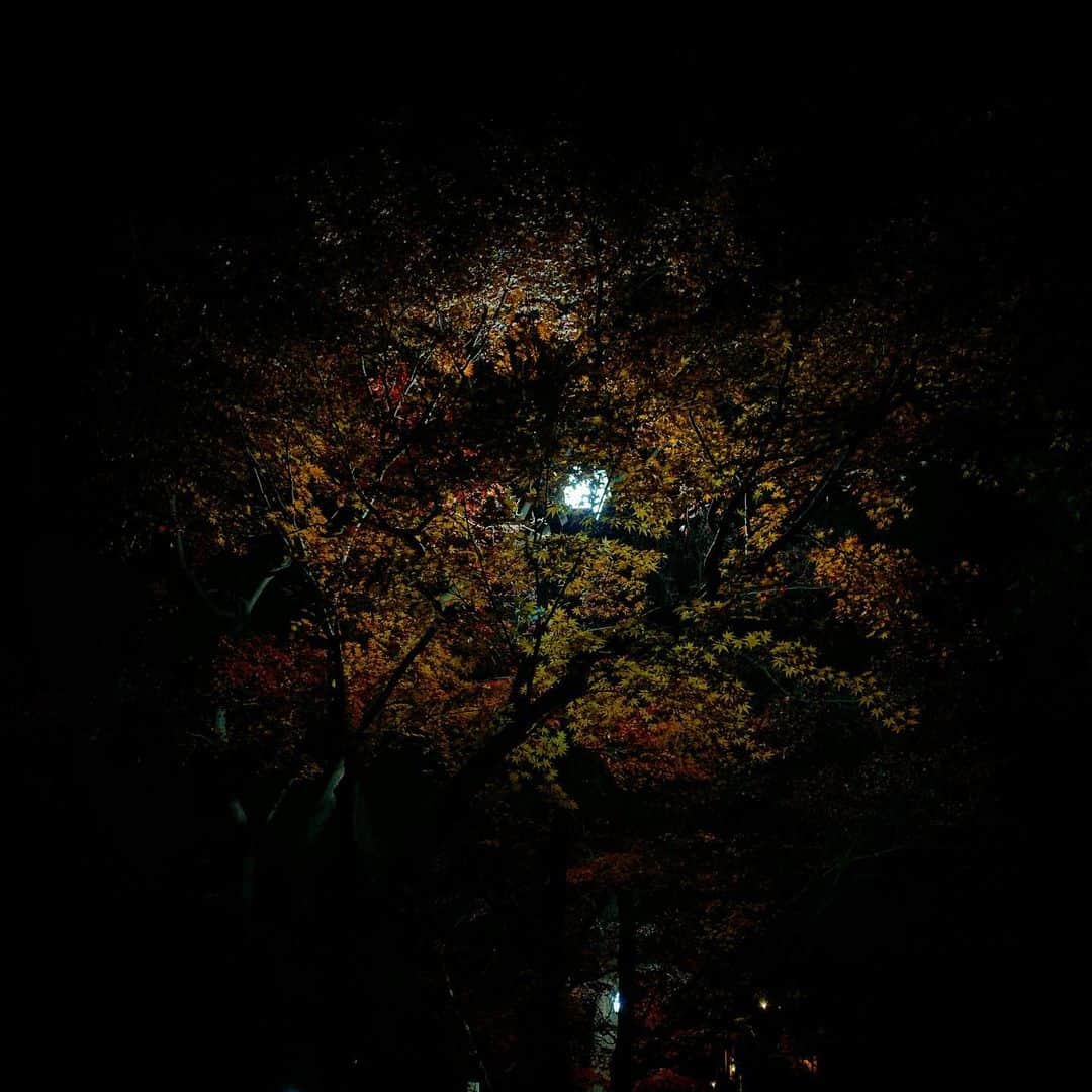 池田愛のインスタグラム：「夜でも紅葉が綺麗だった」