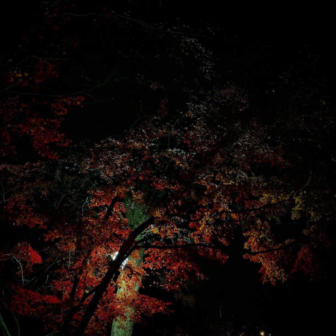 池田愛のインスタグラム：「🍁」