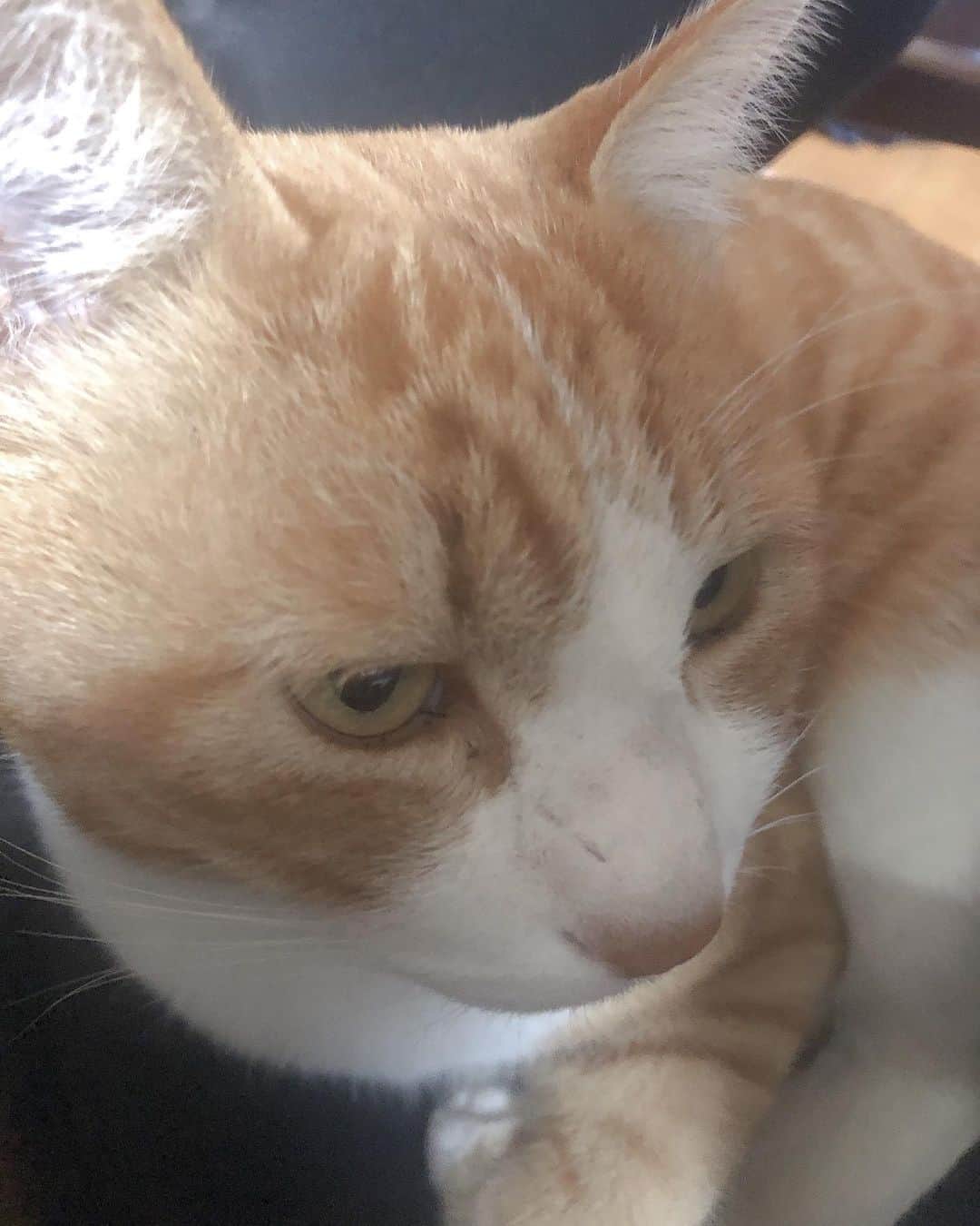 中野みやびのインスタグラム：「ねと   #ねと #かわいい #猫 #猫 #ねこすたぐらむ #にゃんすたぐらむ #猫のいる暮らし #猫好き #love #pet #cute #picture #中野みやび」