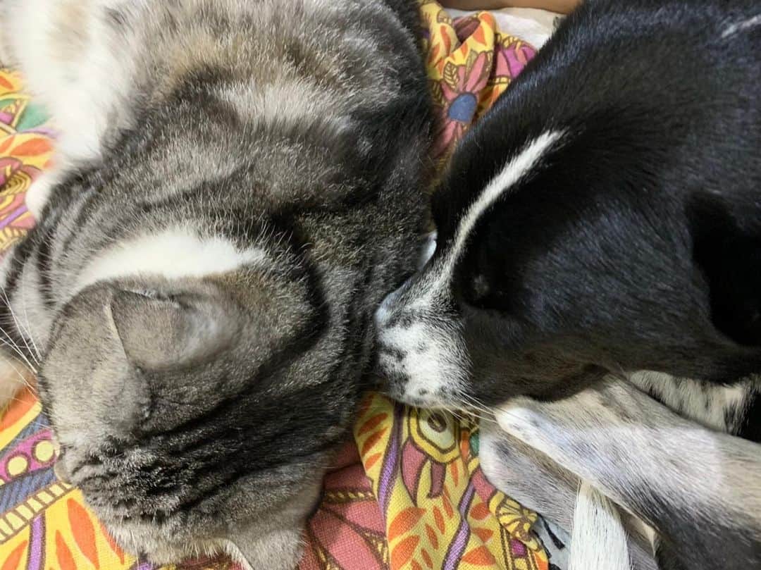 KATSUOのインスタグラム：「🖤🤍 . #pet #petstagram #petsofinstagram #かつおとメイ　#兄妹」