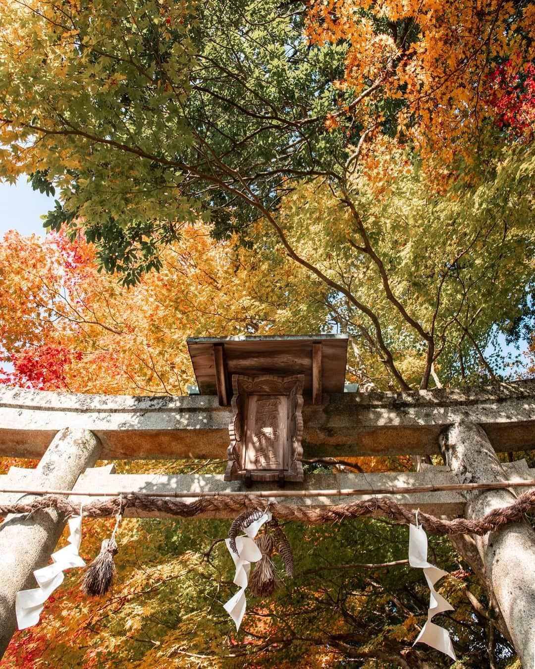 大越光貴さんのインスタグラム写真 - (大越光貴Instagram)「Natural palette🎨﻿ ﻿ #merrychristmas #2020autumn #autumninjapan #japaneselandscape #kyotogram #kyotographie #メリクリ #だけど #京都紅葉 #神社仏閣巡り #紅葉 #紅葉狩り #紅葉2020 #紅葉ハンター #日本の絶景 #死ぬまでに行きたい日本の絶景 #絶景ハンター #ファインダー越しの私の世界」12月26日 21時56分 - koukoshi