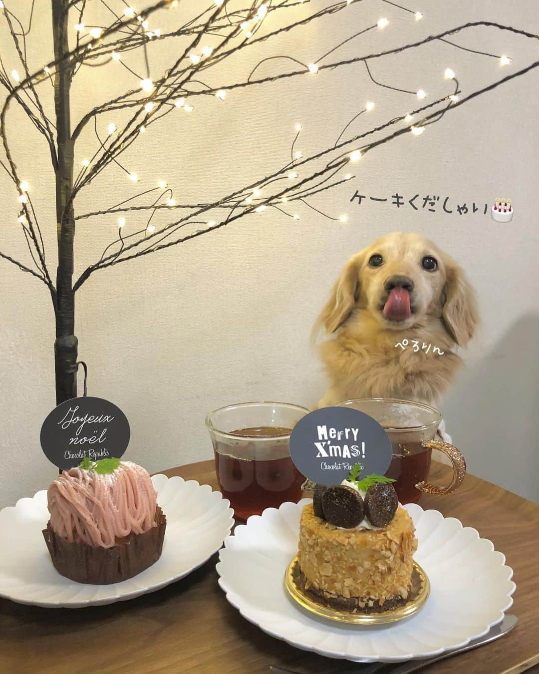 のインスタグラム：「昨夜はお家🏠で 🎄Xmasパーリィ⤴️🍾🎅 ホールケーキ🎂予約のみで 買えなかった…🥺💦 鶏🐔より豚🐷が安くって生姜焼き❤️  #メリークリスマス2020 #Xmasパーティー 🎉 #おめでとうクリスマス ✨  #Mダックス#ダックス#ミニチュアダックス #親父犬#シニア犬#ミニチュアダックスフンド #ミニチュアダックスクリーム#短足部 #短足犬#カニンヘンダックス #ダックス14歳#カニンヘンダックスフンド#犬は家族#犬のいる生活#インスタでわんこみるのが日課 ♡♡」