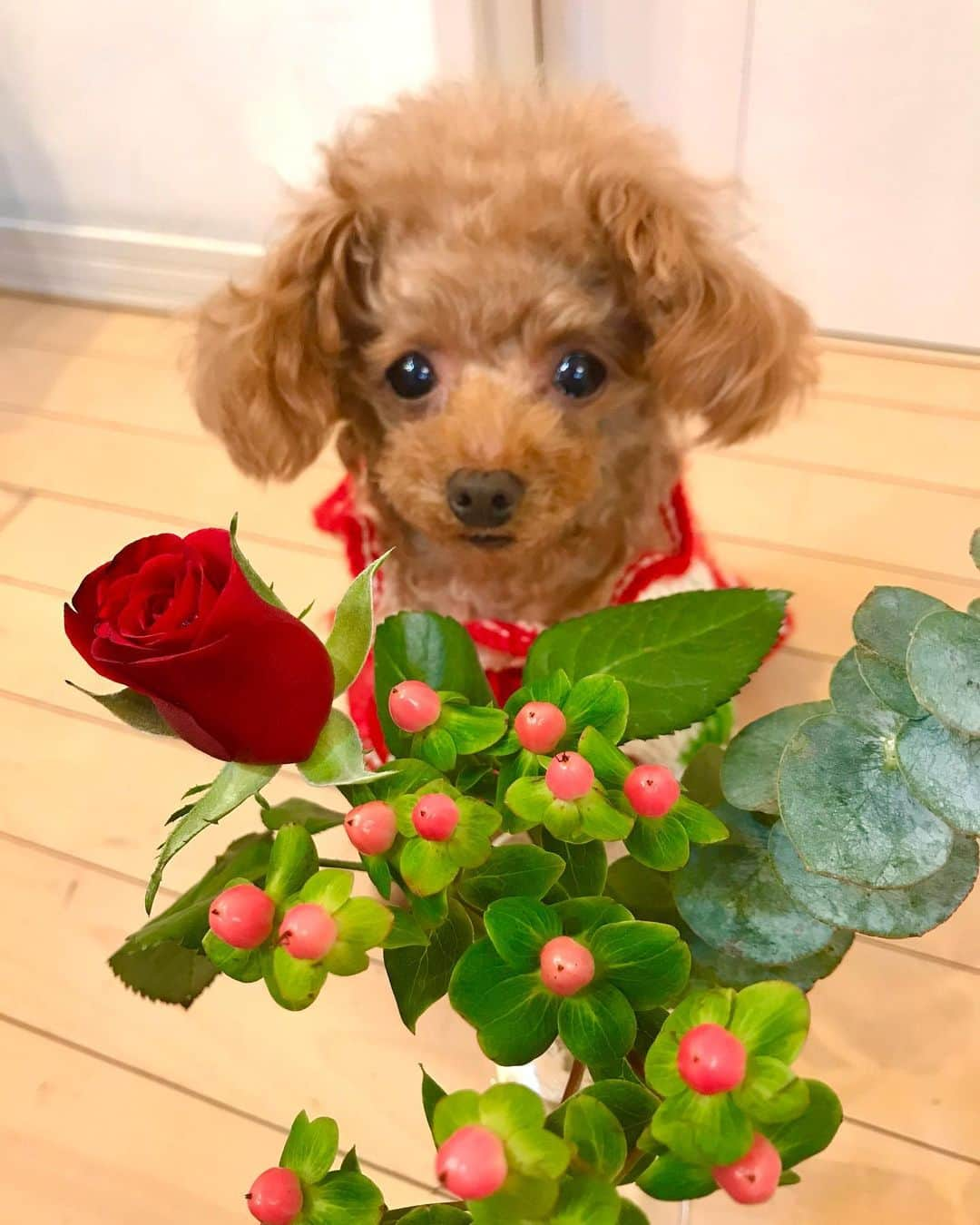 toshiyaotsuboさんのインスタグラム写真 - (toshiyaotsuboInstagram)「クリスマスの @bloomeelife お花の定期便💐🐶☺️ もうクリスマスも終わりましたが今年もリロサンタが活躍しましたよ👍 #bloomeelife #プードル#トイプードル#ティーカッププードル#犬#poodle#teacuppoodle#toypoodle#dog#dogstagram#instadog#푸들#caniche#Pudel#貴婦狗#animalsco」12月26日 22時17分 - toshiyaotsubo