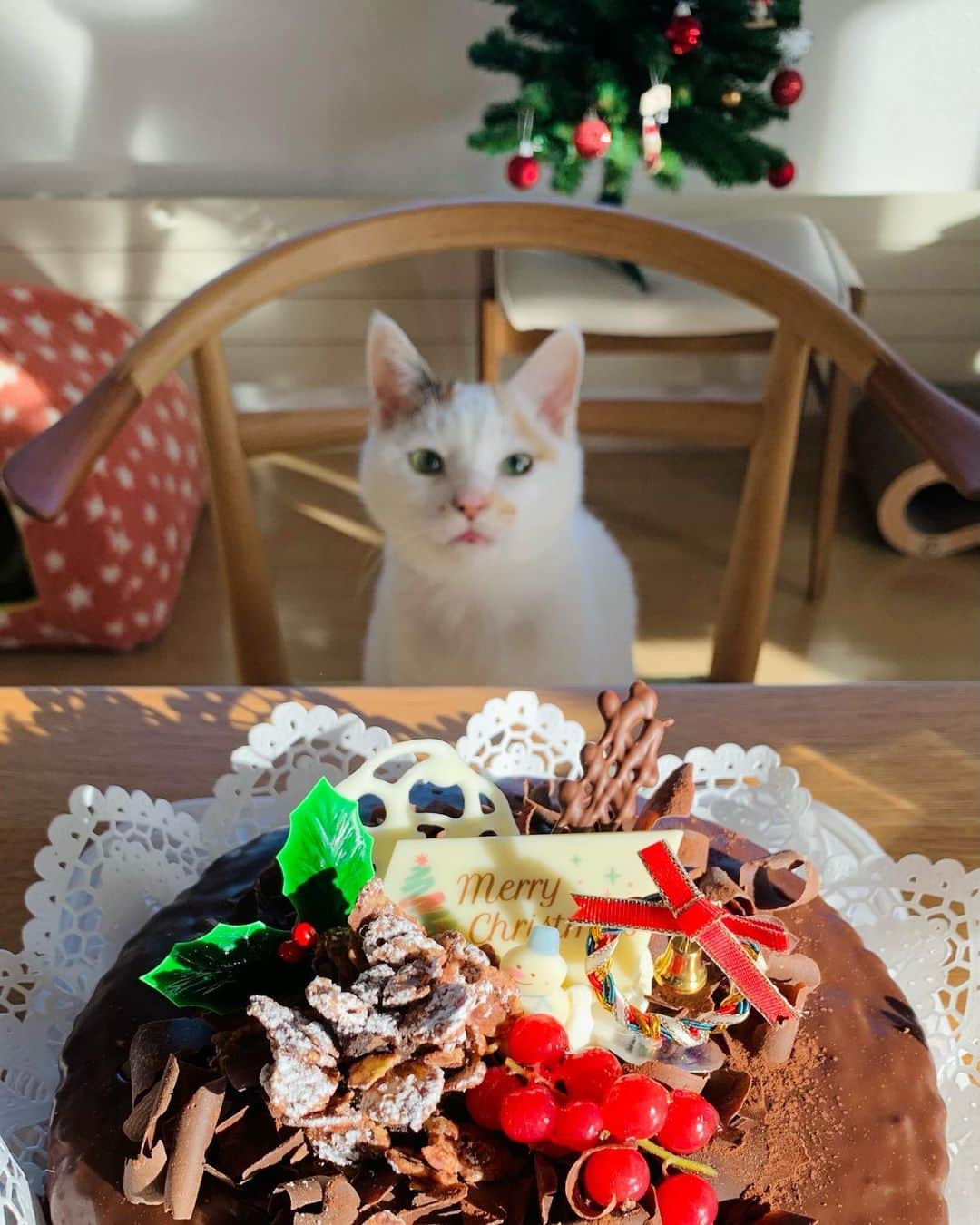 マルのインスタグラム：「🎂クリスマスケッキーは26日に。。。 猫にチョコはダメですよ₍^·͈༝·͈^ฅ❌ . . #ケーキ#sweets #おうち時間#cat#猫#三毛猫#ねこ部#猫との暮らし#もふもふ#catstagram#instagood #ペコねこ部#cute#ふわもこ部#にゃんすたぐらむ　#stayhome#yummy#ねこのきもち」