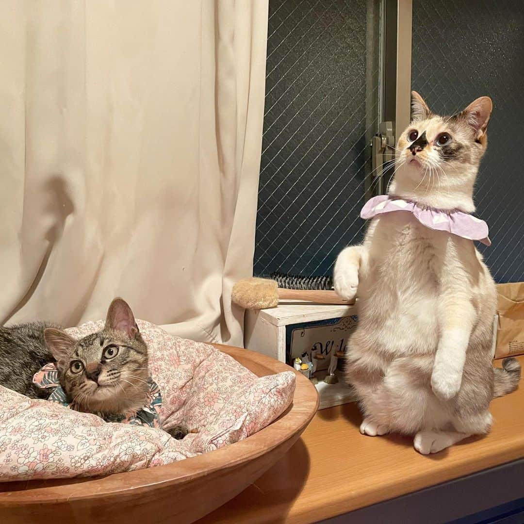 maimocotoさんのインスタグラム写真 - (maimocotoInstagram)「新入り子猫ちゃんがやってきました💙 もうすぐ4ヶ月の男の子。保護されてから2ヶ月くらい経っているので、人間にベタベタです。 保護主さんのお家にも3猫ちゃん+ワンコもいたので、猫にも慣れています✨ 保護された時猫風邪がひどくて、目もぐちゃっとしていたけど、今はこの通り綺麗😸 ちーちゃんは相変わらず新入りが来ても何一つ態度は変わらずに受け入れています笑 本当に不思議な子。 ＊ ＊ 『ちー、子猫ちゃんが来てくれてうれしいの♪一緒に寝たいー』 ＊ ＊ この子は誠に勝手ながら私の92猫目の子なので数字からもじって、“きづな“君です。（つは英語のツー） 東京近郊で里親さま募集しますね🏠先住ちゃんのいるお家が希望です。DMお待ちしています。 ＊ ＊ あと、山梨方面では可愛い姉妹猫も募集中ですよー🐱🐱　（ @gonta_black ）← #甘えん坊のぷーちゃん の保護主さんです。 ＊ ＊ #イケメンキジトラのきづな #里親さん募集中」12月26日 22時25分 - maihimemoco