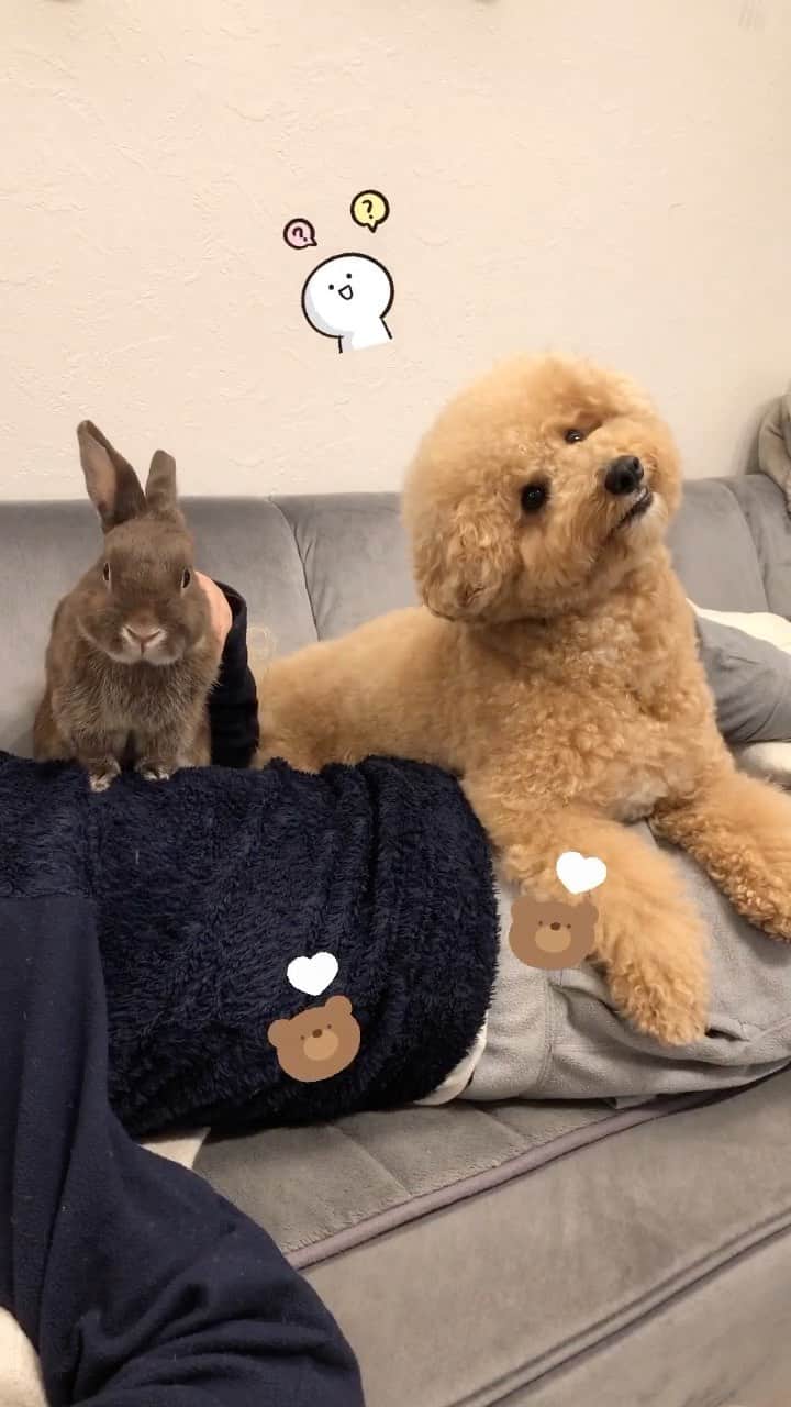 yun.ゆんのインスタグラム：「march.🐻＋cotton.💭 コットンとマーチ、仲良くにぃにの上でくつろいでます。✨ . .コットン相変わらずうれしそうに首をふってました。💞 😂 . . . 今日は幸先詣🎍へ行ってます。 しっかりと神頼みです。🙏✨ . . ♪ ♪ ♪ #うさぎ#ウサギ#ネザーランドドワーフ#ZIP写真部#レモン#ふわもこ部#マーチ#多頭飼い#犬とうさぎ #rabbits#rabbitsofinstagram #rabbitstagram #petstagram #march#instapet#cutepetclub #instarabbit #bunnies #bunnylove #lapin #pecotv #WeeklyFluff #lemon #netherlanddwarf #pecotv」