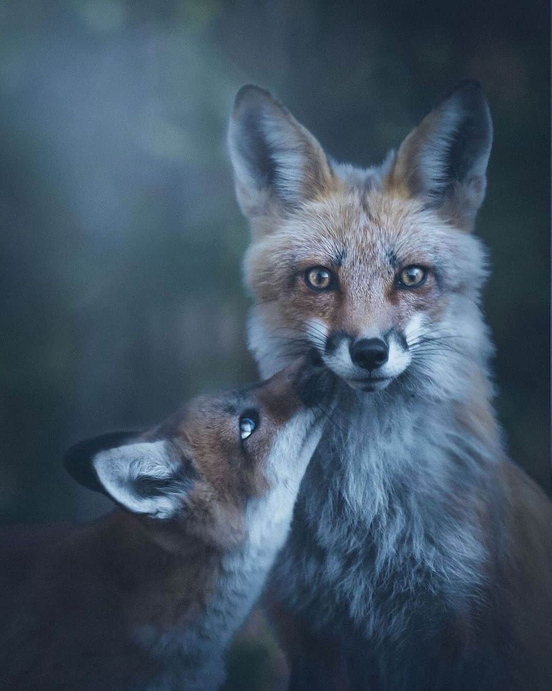 Canon Photographyさんのインスタグラム写真 - (Canon PhotographyInstagram)「Mother kid love ❤️ Photography // @mantis_photography Curated by @steffeneisenacher  #conneticut #wildlife #wildlifephotography #wildlife_perfection #fox #whatdoesthefoxsay」12月27日 8時28分 - cpcollectives