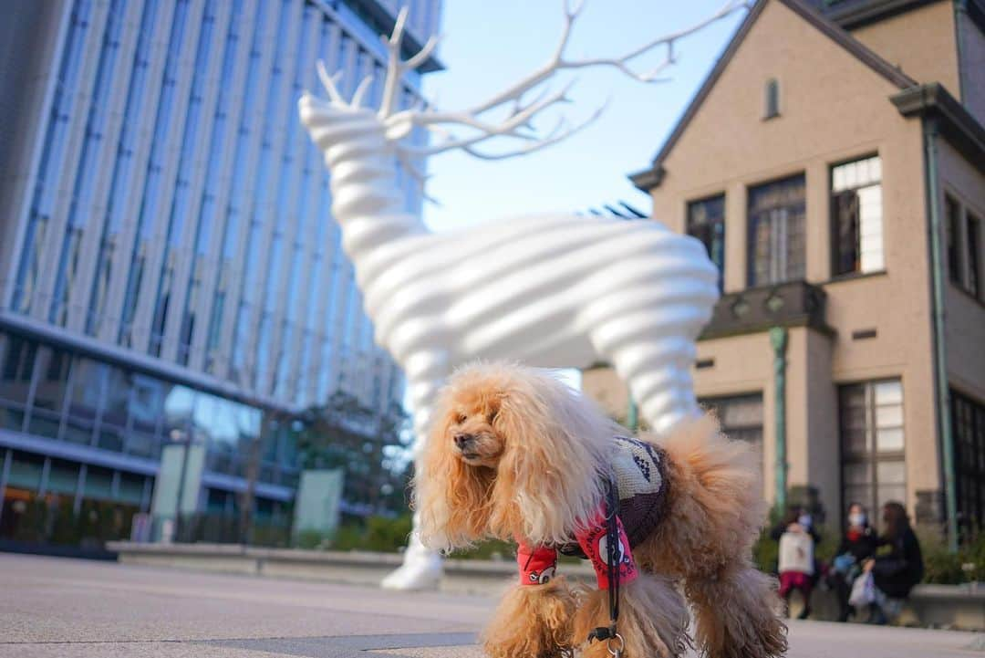 Toypoodle Mikuru?Asakusa Tokyoさんのインスタグラム写真 - (Toypoodle Mikuru?Asakusa TokyoInstagram)「20201226 Saturday. 📍 @tokyo_gardenterrace   ランチの後はお散歩🐾 紀尾井町ガーデンテラスに移動しました😄  みきゅるんの嫌そうな顔の写真ばかり💦  クリスマス仕様のものは既に撤去されておりました。 残念😂  紀尾井町から麹町までお散歩して、銀座に戻り、パパのお買物して日本橋までテクテク🐾  電車移動もありましたが、合計11キロ歩いてました😄 みきゅるんもよく頑張った💓  疲れたのか、帰ったらみきゅるんは爆睡😪 よるんぽ時間に起こして、外に出たけど歩きたがりませんでした😂  冬休暇1日目 こんな感じでスタート  #紀尾井町ガーデンテラス #鹿とシンクロ #ロング散歩」12月27日 8時40分 - purapura299