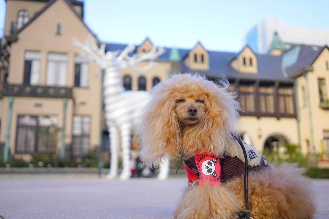 Toypoodle Mikuru?Asakusa Tokyoのインスタグラム：「20201226 Saturday. 📍 @tokyo_gardenterrace   ランチの後はお散歩🐾 紀尾井町ガーデンテラスに移動しました😄  みきゅるんの嫌そうな顔の写真ばかり💦  クリスマス仕様のものは既に撤去されておりました。 残念😂  紀尾井町から麹町までお散歩して、銀座に戻り、パパのお買物して日本橋までテクテク🐾  電車移動もありましたが、合計11キロ歩いてました😄 みきゅるんもよく頑張った💓  疲れたのか、帰ったらみきゅるんは爆睡😪 よるんぽ時間に起こして、外に出たけど歩きたがりませんでした😂  冬休暇1日目 こんな感じでスタート  #紀尾井町ガーデンテラス #鹿とシンクロ #ロング散歩」