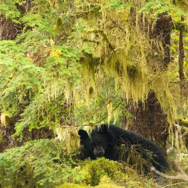 National Geographic Travelさんのインスタグラム写真 - (National Geographic TravelInstagram)「Photo by @daisygilardini / Did you know that British Columbia, Canada’s westernmost province, has one of the highest concentrations of black bears in the world? British Columbia has an estimated population of between 120,000 and 160,000 black bears but only 15,000 grizzly bears. The entire province is considered bear country since, except for the big cities, you can find a black bear pretty much everywhere.  Follow me @daisygilardini for more images and behind-the-scenes stories. #bear #blackbear #britishcolumbia #greatbearrainforest #canada」12月27日 8時36分 - natgeotravel