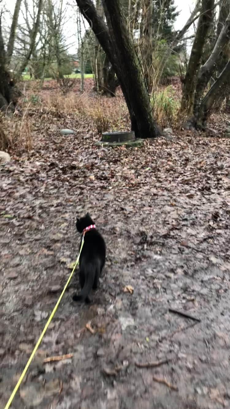 The Cats Of Instagramのインスタグラム：「Where did Layla go? @bing_clawsby out for a Christmas walk yesterday ❤️💚」