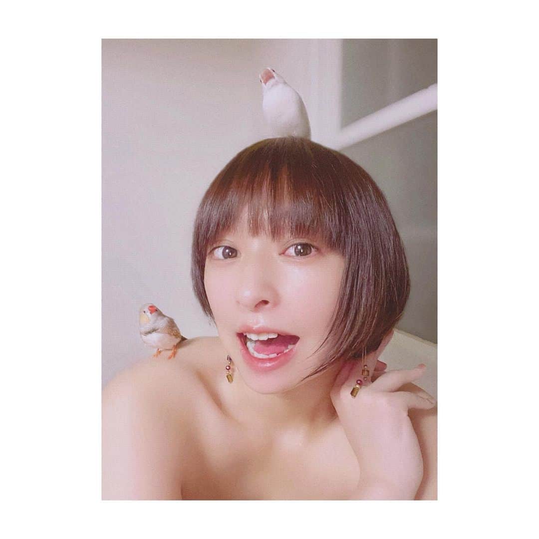 日南響子（珠麟）さんのインスタグラム写真 - (日南響子（珠麟）Instagram)「少しの間だけ 気分転換に染めました🙆‍♀️ 染めてる間寂しかった様で お風呂から出て来た瞬間 止まり木状態🌲. そして、即爆睡🛏  因みに、金髪や、茶色くすると 昔から少年と言われます🙆‍♂️ #錦華鳥 #キンカチョウ #白文鳥」12月27日 8時59分 - kyooko_hinami_official