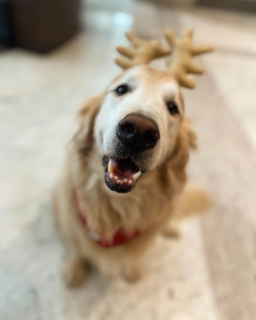 のインスタグラム：「Olar!! 🤗 . . #pets #photooftheday #petsofinstagram #instagrammers #instagram #instadaily #vejasp #goldenretriever #goldenretrievers #goldenretrieversofinstagram #dogs #dogstyle #dogoftheday #dogsofinstagram #saopaulo #gudfriends #photography」