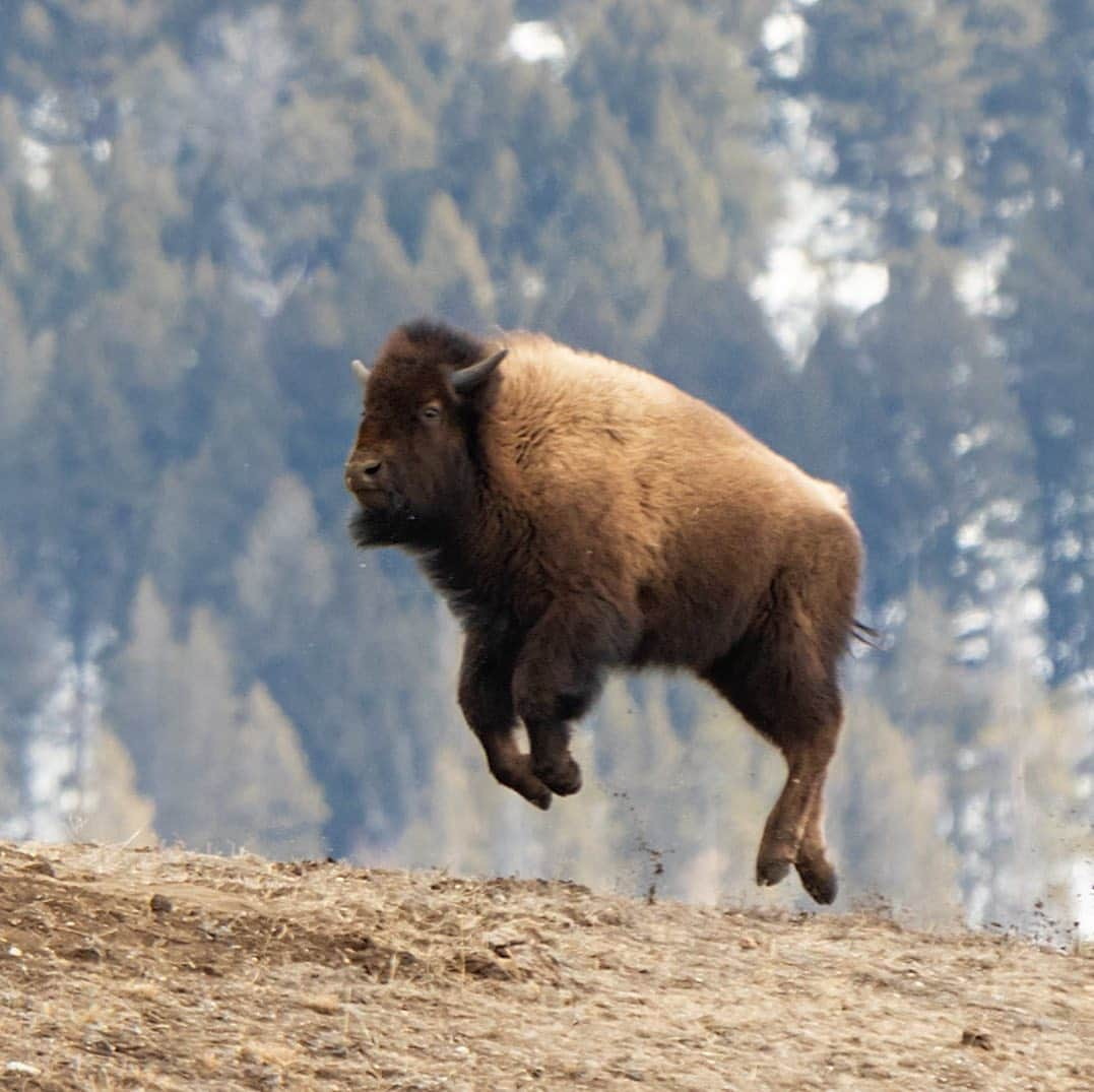 アメリカ内務省さんのインスタグラム写真 - (アメリカ内務省Instagram)「No, the bison at Yellowstone #NationalPark in #Wyoming haven’t learned to fly. Yet. Despite weighing as much as 2,000 pounds, #bison are agile and run up to 35 miles per hour. They can jump over objects 5 feet high and have excellent hearing, vision and sense of smell.   Photographer Alex Walczak witnessed their power when he took this wonderful picture, “There was a whole group of them rolling around and I noticed a young bison running all over the place on the hill. I got this photo while it was in the middle of jumping and kicking like a bronco. After about 5 minutes of racing around, this young bison calmed down.” We guess it just needed to burn off some energy. Photo @YellowstoneNPS courtesy of Alex Walczak (@abwalczak). #wildlife #Yellowstone #usinterior #buffalowings #cutenessoverload #flyingbison   #zoomies #bisonarethenewreindeer #flyson   #ICYMI We're looking back on our favorite posts of 2020. The bison with the zoomies definitely makes the cut. #Top10of2020  #highlights」12月27日 0時28分 - usinterior