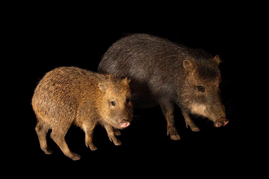 Joel Sartoreさんのインスタグラム写真 - (Joel SartoreInstagram)「In the wild, white-lipped peccaries are found in herds of up to 300 individuals. Finding safety in numbers, it is essential that each peccary have ways to stay connected to other members of the group, as separation could lead to a peccary becoming easy prey for predators like jaguars. A scent gland on the peccary’s back emits a scent that creates a strong bond between members of the herd. Moans, grunts, barks, and teeth chattering are all forms of communication that also work to keep the herd connected. Photo taken @zooberlin. #peccary #whitelipped #herd #communication #PhotoArk #savetogether」12月27日 0時33分 - joelsartore