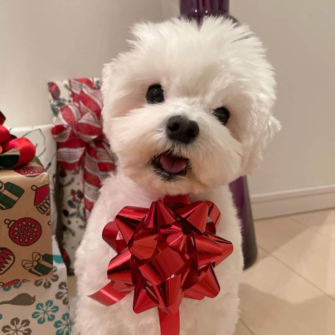 セロリのインスタグラム：「【プレゼント】 クリスマス、終わっちゃいましたね。 皆さん、どんな風に過ごしたのかな。 僕は、奥さんに素敵なプレゼントをもらいました。  うまく説明できるかわかりませんが、ブログで紹介するつもりです。 いくらへのクリスマスプレゼントは・・・。 まだ開封してません(笑) いくら、ごめんっっっ。 #maltese #マルチーズ #プレゼント #malteseofinstagram #maltese101 #malteser #malteseofficial #maltesedog #dog #instadog #dogstagram #dogoftheday #doglovers #instapet #adorable #ilovemydog  #ペット #わんこ #ふわもこ部 #犬のいる暮らし #いぬら部  #いぬすたぐらむ #イッヌ」