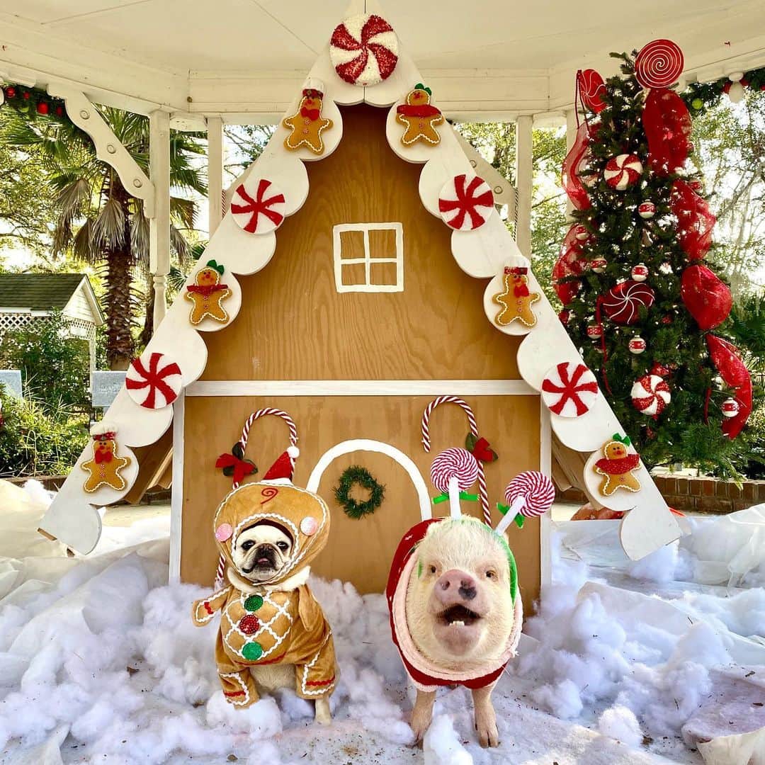 Priscilla and Poppletonさんのインスタグラム写真 - (Priscilla and PoppletonInstagram)「Holiday wishes made with gingerbread hugs and peppermint kisses!🐷❤️🐶#PigtailandPosey」12月27日 0時47分 - prissy_pig