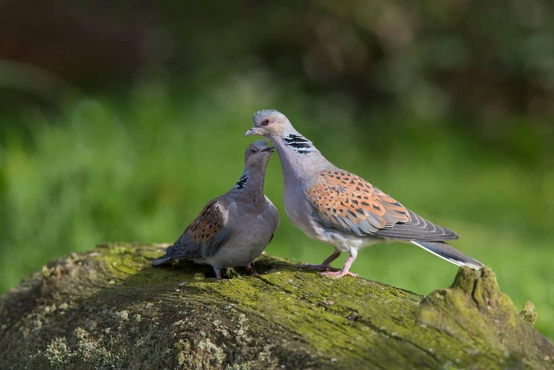 アニマルプラネットさんのインスタグラム写真 - (アニマルプラネットInstagram)「" 🎶 Two turtle doves 🎶 Contrary to the name, these birds are in no way, shape or form related to reptiles. It is derived from its scientific name Streptopelia turtur, with turtur originating from the turr turr sound the bird makes. . . . . #turtledoves #twelvedaysofchristmas #doves #birds #bird #animalplanet #holidays #christmas #pictureoftheday #photooftheday」12月27日 1時00分 - animalplanet