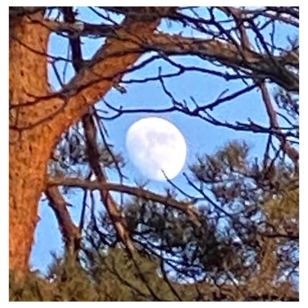 大和悠河さんのインスタグラム写真 - (大和悠河Instagram)「雲もなくて風もない綺麗な青空にしっかりと見えました。 . . #大和悠河　#yugayamato   #moon #moonlight  #moonjewelry  #Japan #japan_daytime_view  #japanlover   #月　#月が綺麗ですね  #月が綺麗  #月がきれい」12月27日 1時14分 - yugayamato