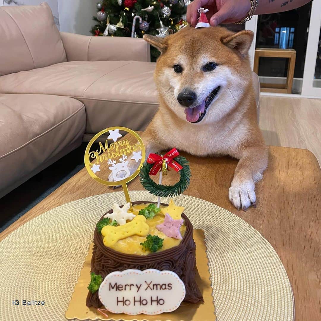 Balltze My name is Ballのインスタグラム：「Here have some Ho Ho Ho cake and Merry Christmas to all of you ⭐️ #alliwantforchristmasisballtze #fat96 #balltze #nomnomnomclub #balltzecheems #yos #cheems」