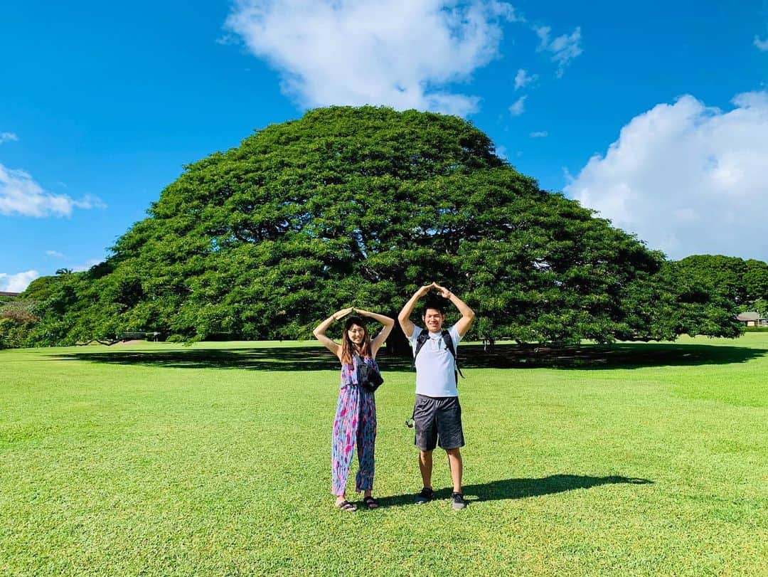 kawaiihawaiitourさんのインスタグラム写真 - (kawaiihawaiitourInstagram)「本日は、120人の感染者が出ました。詳しくは、ストーリーを見てください！今日は、久しぶりにこの木なんの木をあげてみました‼️少しでも多く皆さんにハワイの気分を味わってもらえたら嬉しいです。当社では、お客様が行きたいところを自由に選んでもらって好きなようにツアーが回れます‼️ --------------------------------------------------------- ❤️Kawaii Hawai'i Tour / カワイイ・ハワイ・ツアー ❤️✨🌈プラン🌈✨ (ハワイ州政府公認会社 PUC 497-C) ✔︎日本人経営 日本人ガイド付きツアーなので安心️🏝✨😎👍🏽 ✔︎あなただけのオリジナルツアーが作れます ✔︎初ハワイ満喫コース、オススメスケジュールご用意しています‼︎ ✔︎ガイドブック派？それともローカル体験派？ ✔︎なんでもご相談下さい 💁🏽‍♂️💁🏽☀️🏝✨😎👍🏽 ✔︎お写真もたくさんお撮りします🤳 ------------------------------------------------------ ✴︎今日の言葉✴︎ ステップ・バイ・ステップ。どんなことでも、何かを達成する場合にとるべき方法はただひとつ、一歩ずつ着実に立ち向かうことだ。これ以外に方法はない(マイケル・ジョーダン) ------------------------------------------------------ お客様の笑顔が私達の笑顔をモットーにツアーをさせてもらっています🚙🚖🚘 --------------------------------------------------------  #ハワイ #hawaii #カワイイハワイハワイツアー #レナーズ  #コロナ　#ファインダー越しの私の世界 #カカアコ #ハワイ好き #ラニカイビーチ #天国の海 #ハワイウェディング #ハワイ行きたい #ハワイツアー #アウラニディズニー  #ハワイチャーターツアー #ハワイオプショナルツアー #ハワイ旅行 #ハワイ女子旅  #カイルア #ハレイワ  #ホノルル　#オアフ島 #ハワイ挙式 #ハワイ好きな人と繋がりたい #ハワイコロナ　#インスタ映え　#モアナルアガーデン　#この木なんの木  #ヤシの木」12月27日 1時25分 - kawaiihawaiitour
