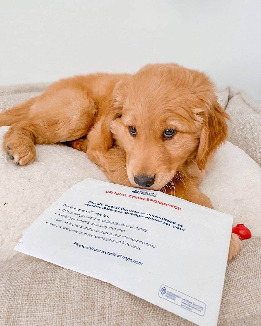 8crapさんのインスタグラム写真 - (8crapInstagram)「Excubse me hooman I fink you got a mail - Want to get featured like her? Join “The Barked Club” on FACEBOOK and post something now! 👉 barked.com - 📷 @winniethegoldenpupper - #TheBarkedClub #barked #dog #doggo #puppy #pupper #GoldenRetriever #GoldenRetrieverPuppy」12月27日 2時00分 - barked